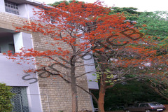Firmiana colorata